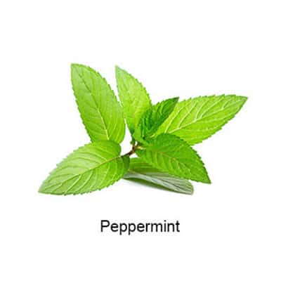 VAPELF – PEPPERMINT – CONCENTRATED FLAVOURS – 10ML